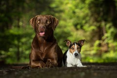 Two Dogs Jack Russel Terrier Royalty Free Stock Photography
