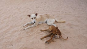 Two Dogs Lying on Sand. Mongrel Dog Scratches His Foot while