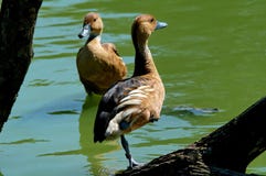 Two Ducks Royalty Free Stock Image