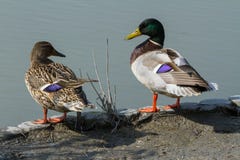 Two ducks, one male and one female, look at each other