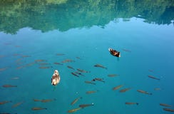 Two ducks on water royalty free stock photos Two ducks on water royalty free stock photos