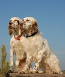 Two english setters