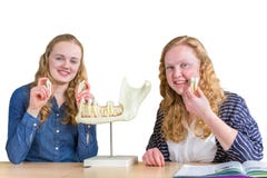 Two female students exploring jaw model with teeth in biology stock photo Two female students exploring jaw model with teeth in biology stock photo