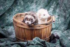 Two Ferrets In Basket. Stock Images