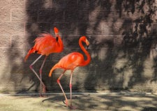 Pink Flamingo Two Step royalty free stock image Pink Flamingo Two Step royalty free stock image