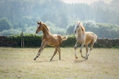 Two young foals running together in a sunny morning in a meadow stock photos Two young foals running together in a sunny morning in a meadow stock photos