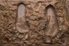 Two footprints on wet mud