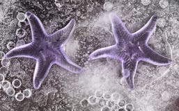 Two Frozen Silicon Stars Royalty Free Stock Image