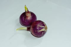 Two Germinated red onions on isolated white background. royalty free stock image Two Germinated red onions on isolated white background. royalty free stock image