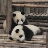 Two giant panda cubs playing stock photos Two giant panda cubs playing stock photos