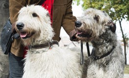 Two Giant schnauzer dogs Stock Photos Two Giant schnauzer dogs Stock Photos