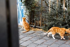 Two Ginger Cats in the City royalty free stock photo Two Ginger Cats in the City royalty free stock photo