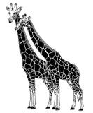 Two Giraffes as a pair of partners in love. vector illustration Two Giraffes as a pair of partners in love. vector illustration