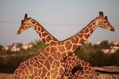 Two giraffes neck to neck stock images Two giraffes neck to neck stock images