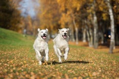 Two golden retriever dogs running outdoors in autumn royalty free stock images Two golden retriever dogs running outdoors in autumn royalty free stock images