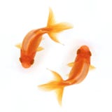 Two goldfish swimming in circles