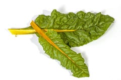 Two Green Leaves of Swiss Chard With Yellow Stem stock image Two Green Leaves of Swiss Chard With Yellow Stem stock image