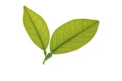 Two green orange tree leaves isolated over white Royalty Free Stock Image Two green orange tree leaves isolated over white Royalty Free Stock Image