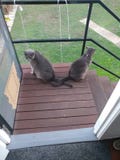 Two grey cats with crossed tails stock photography Two grey cats with crossed tails stock photography
