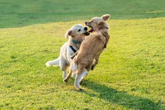 Two happy Golden Retriever dogs playing royalty free stock photography Two happy Golden Retriever dogs playing royalty free stock photography