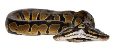 Two headed Royal Python or Ball Python, stock images Two headed Royal Python or Ball Python, stock images