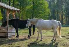 Two horse , black and white, on the pasture royalty free stock image Two horse , black and white, on the pasture royalty free stock image