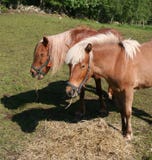 Two Horses In A Field Stock Images