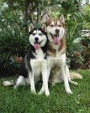 Two Huskies Stock Photography