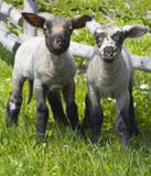 Two inquisitive lambs