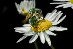 Two izumrud green beetle mating on chamomile royalty free stock image Two izumrud green beetle mating on chamomile royalty free stock image