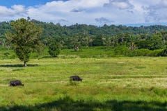 Two Java Bantengs Bos Javanicus in the Alas Purwo National Park