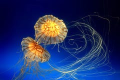 Two Jellyfishes Stock Image