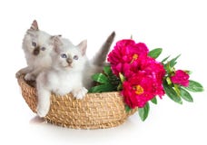 Two kittens, sacred Cat of Burma in basket with flowers stock photo Two kittens, sacred Cat of Burma in basket with flowers stock photo