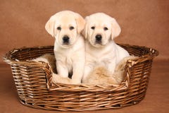 Two lab puppies