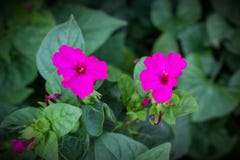 Two lilac flowers called night beauty, close-up, night beauty royalty free stock image Two lilac flowers called night beauty, close-up, night beauty royalty free stock image
