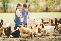 Two little girls feeding chickens royalty free stock photos Two little girls feeding chickens royalty free stock photos
