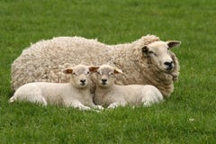 Two Little Lambs Looking At You Stock Photo