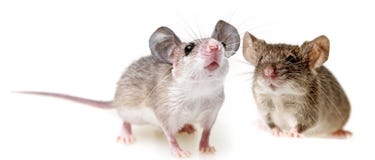 Two Little Mice Royalty Free Stock Image