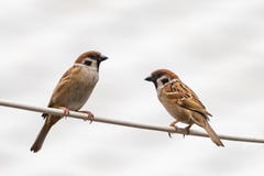 Two Little Sparrows Perching On Wire Royalty Free Stock Images Two Little Sparrows Perching On Wire Royalty Free Stock Images