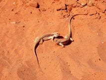 Two lizards in the red desert confronting one to another and camouflage ying and yang o stock images Two lizards in the red desert confronting one to another and camouflage ying and yang o stock images