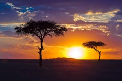 Two lone tree on a background of tropical sunset stock photography Two lone tree on a background of tropical sunset stock photography