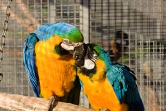 Two love birds royalty free stock images Two love birds royalty free stock images