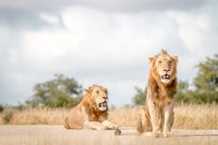 Two male Lions sitting on the road. royalty free stock images Two male Lions sitting on the road. royalty free stock images