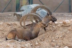 Two Male Nubian Ibexes at the Al Ain Zoo relaxing in the desert sand with impressive horns capra nubiana royalty free stock photo Two Male Nubian Ibexes at the Al Ain Zoo relaxing in the desert sand with impressive horns capra nubiana royalty free stock photo
