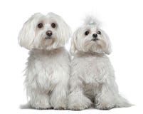 Two Maltese dogs