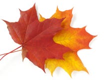 Two Maple Leaves Stock Photography Two Maple Leaves Stock Photography