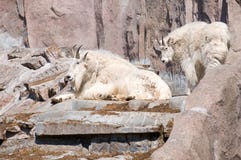 Two Mountain Goat Stock Photography