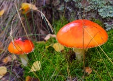 Two mushrooms with orange top and moss in forest stock images Two mushrooms with orange top and moss in forest stock images