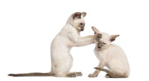 Two Oriental Shorthair Kittens, 9 Weeks Old Stock Photography Two Oriental Shorthair Kittens, 9 Weeks Old Stock Photography