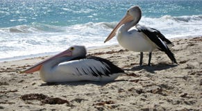 Two Pelicans On The Beach Royalty Free Stock Photography Two Pelicans On The Beach Royalty Free Stock Photography